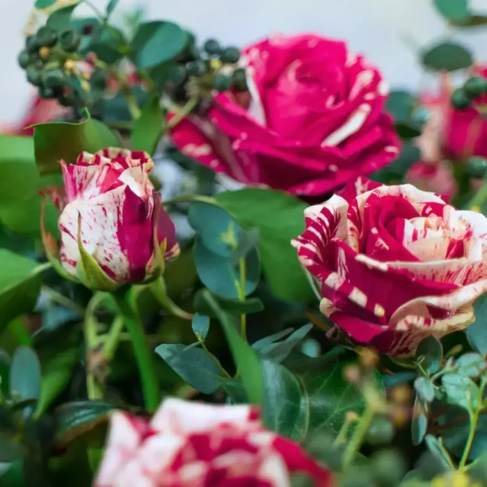 Secret Serenade | Peak Flowers | Flower Delivery | Harlequin Roses