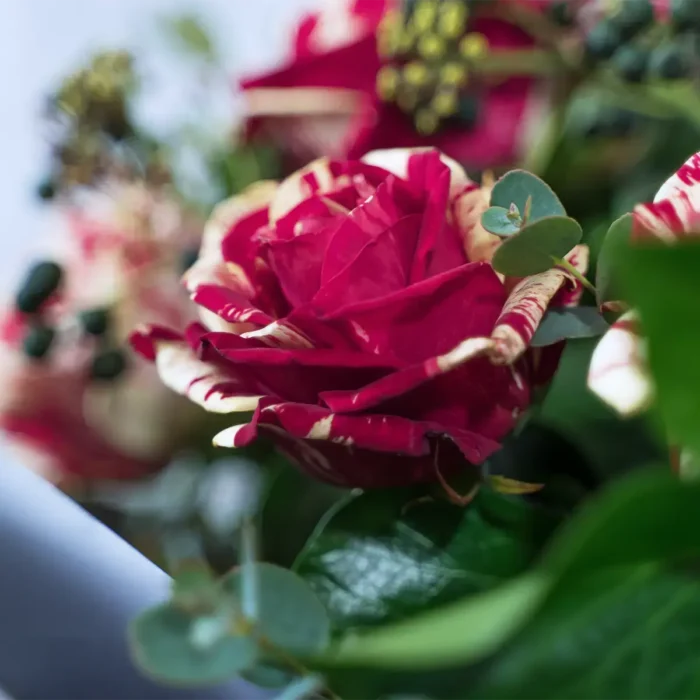 Secret Serenade | Peak Flowers | Flower Delivery | Harlequin Roses